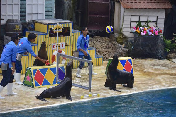 THAILAND - CIRCA 2014: Male Thai trainers in action during popular seals show 