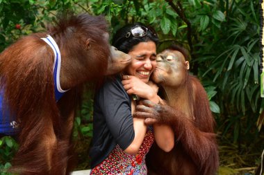 Tayland - 2014 yaklaşık: genç kadın turist iki büyük maymunları safari Park ile poz 