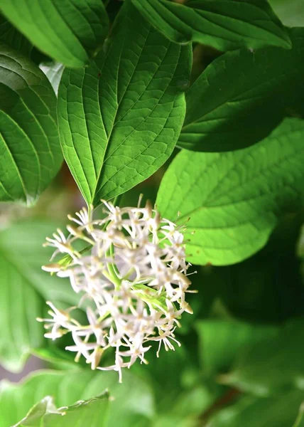 Weiße Frangipani Blüten Auf Dem Hintergrund Der Blätter Tropische Blumen — Stockfoto