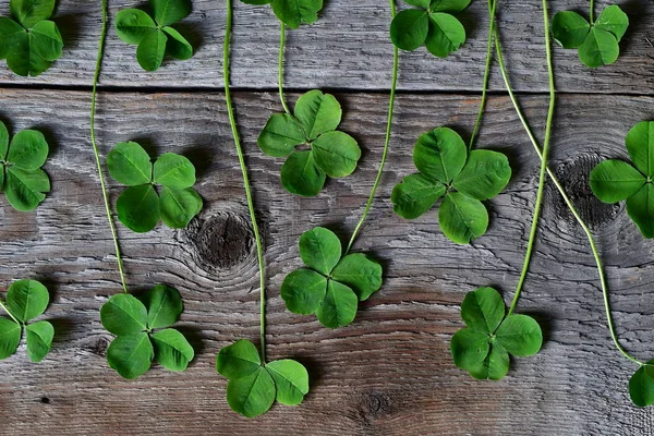 Lucky Clover Houten Achtergrond — Stockfoto