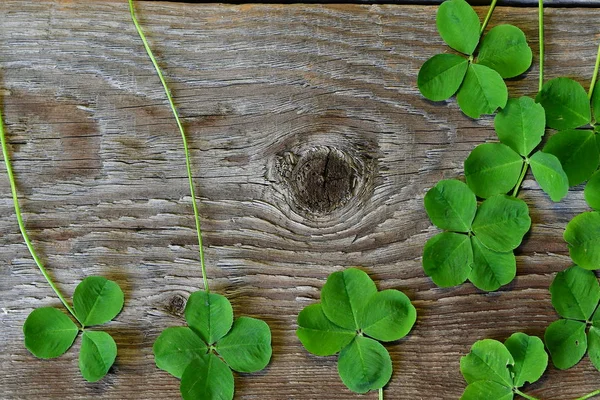 Lucky Clover Wooden Background — Stock Photo, Image