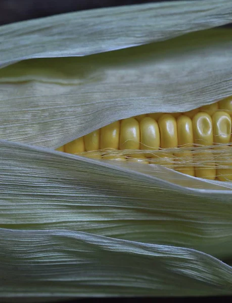 Świeży Słodki Żółty Kukurydza Kolby — Zdjęcie stockowe