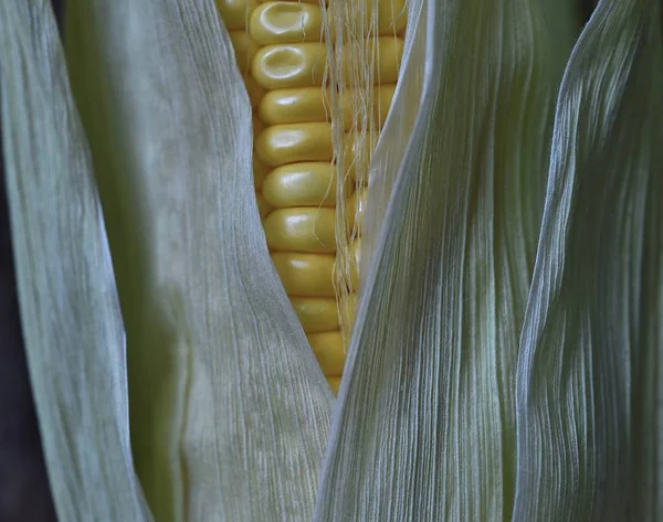 Fresh Sweet Yellow Corn Cob — Stock Photo, Image