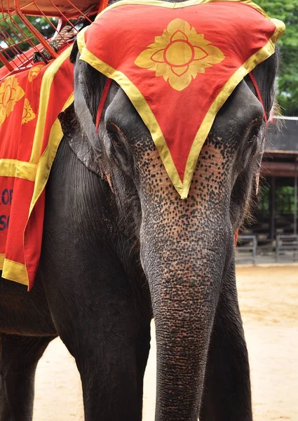 Шоу Слонов Таиланде — стоковое фото
