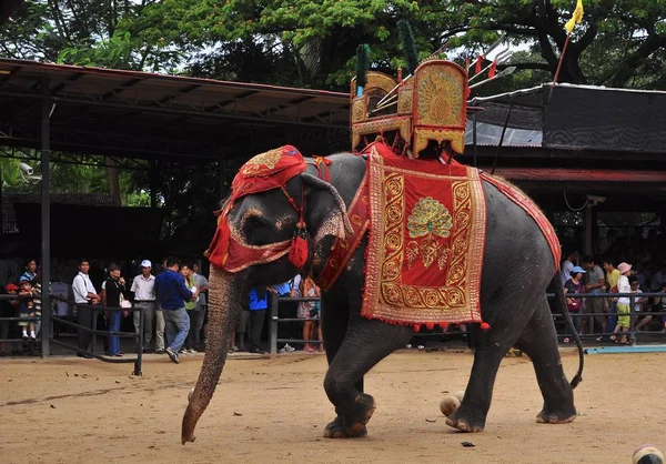 Elefantenshow Thailand — Stockfoto