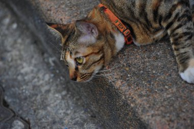 kahverengi tabby yerli stenografi kedi 