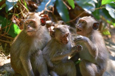 Dinlenme, maymunlar ailesinin yakın çekim