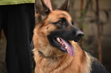 Alman shepherded köpek sahibi ile
