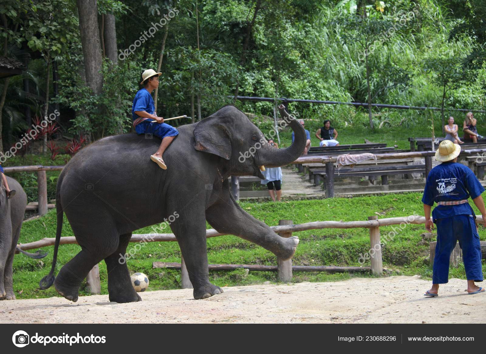Elephant People Background Beautiful Nature Elephant Show u2013 Stock 