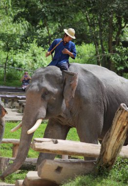 Fil ve arka plan güzel doğanın insanlara. Fil göster 