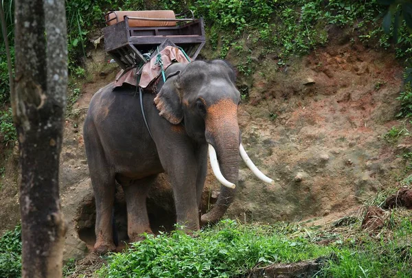 Ελέφαντας Πράσινο Φόντο — Φωτογραφία Αρχείου