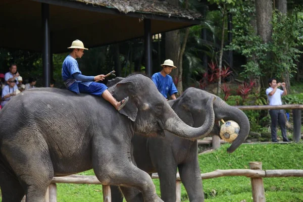 Elefante Pessoas Fundo Bela Natureza Espectáculo Elefantes — Fotografia de Stock