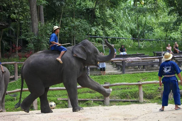 Éléphant Les Gens Sur Fond Belle Nature Spectacle Éléphant — Photo