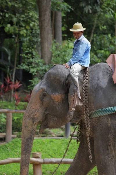 Ελέφαντας Και Άνθρωποι Στο Φόντο Των Όμορφη Φύση Ελέφαντα Show — Φωτογραφία Αρχείου