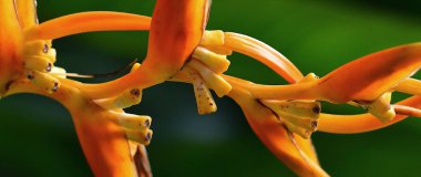 Yeşil bir arka plan üzerinde renkli tropikal çiçek parçası 