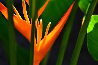 Zeki, güzel tropikal çiçek yeşil yeşillik zemin üzerine 