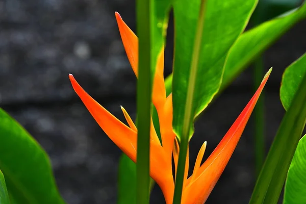 Bright Beautiful Tropical Flower Green Foliage Background Stock Picture