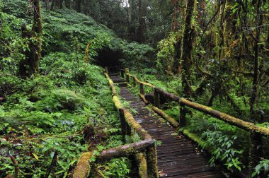 Dağ orman. Chiang Mai dağlarda yeşil orman 