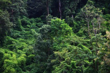 Dağ orman. Chiang Mai dağlarda yeşil orman 
