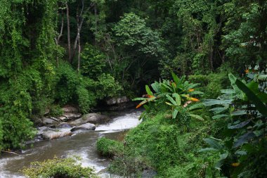 Dağ orman. Chiang Mai dağlarda yeşil orman 