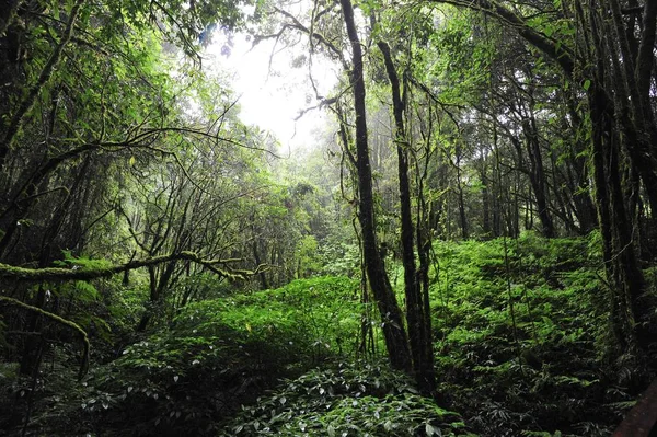 Bosque Montaña Bosque Verde Las Montañas Chiang Mai — Foto de Stock