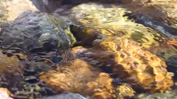 Acqua Glaciale Pura Fiume Montagna Tian Shan Kirghizistan Immagine Rallentatore — Video Stock