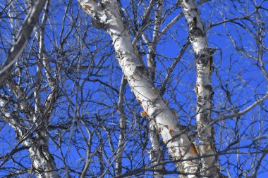 Kış huş Tian Shan dağlarında mavi gökyüzü. Kırgızistan 
