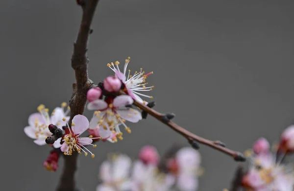 Fleurs Abricot Gros Plan Floraison Printanière Mars 2019 — Photo