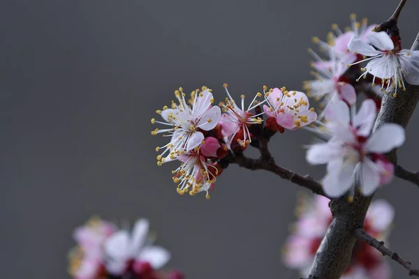 Apricot Flowers Closeup Spring Bloom March 2019 — Stock Photo, Image