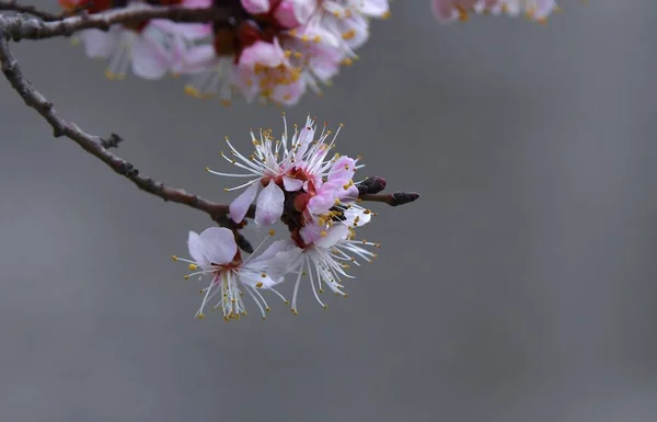 Fleurs Abricot Gros Plan Floraison Printanière Mars 2019 — Photo