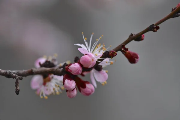 Apricot Flowers Closeup Spring Bloom March 2019 — Stock Photo, Image