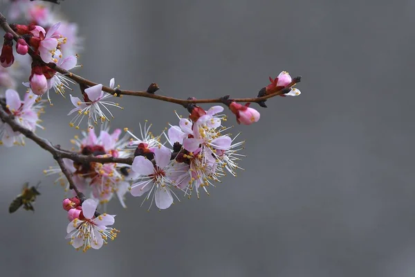 Apricot Flowers Closeup Spring Bloom March 2019 — Stock Photo, Image