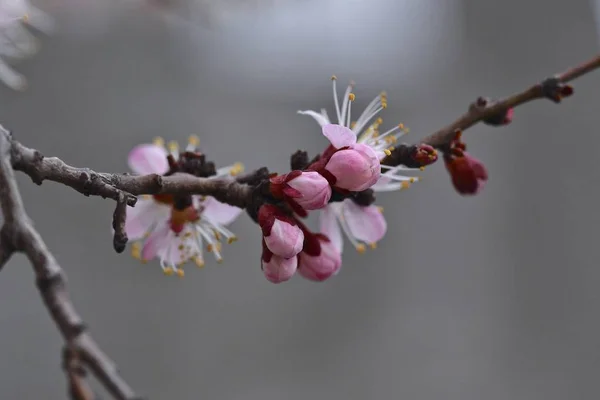 Fleurs Abricot Gros Plan Floraison Printanière Mars 2019 — Photo