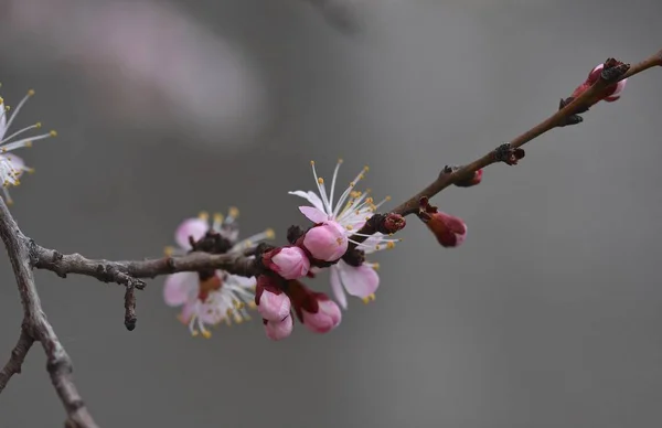 Sárgabarack Virágok Vértes Tavaszi Virágzás Március 2019 — Stock Fotó
