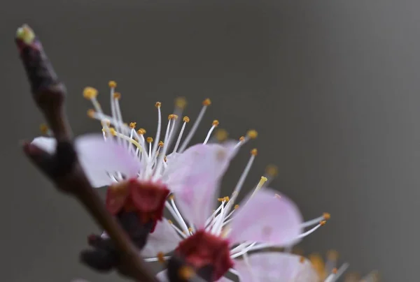 Fleurs Abricot Gros Plan Floraison Printanière Mars 2019 — Photo