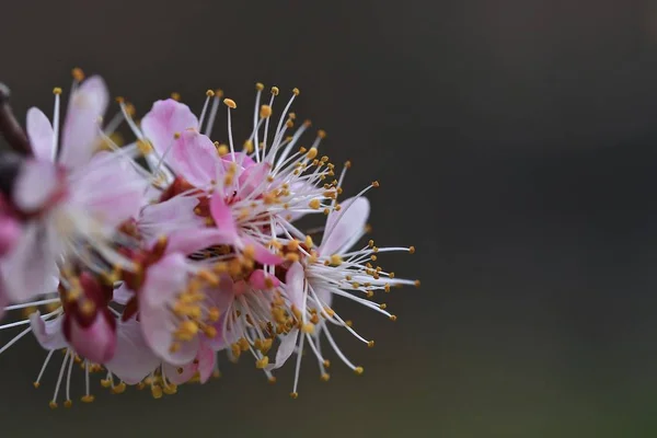 Абрикосовые Цветы Крупным Планом Весенний Расцвет Март 2019 — стоковое фото