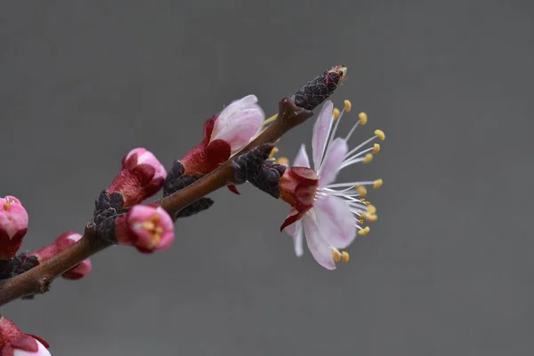 Apricot Flowers Closeup Spring Bloom March 2019 — Stock Photo, Image