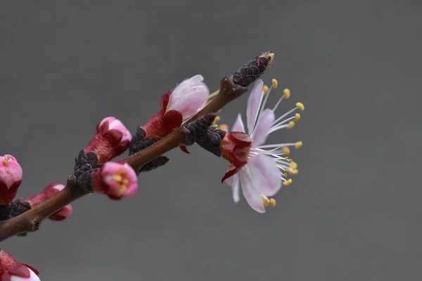 Fleurs Abricot Gros Plan Floraison Printanière Mars 2019 — Photo