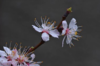 Kayısı closeup güzel çiçekler. Bahar bloom, Mart 