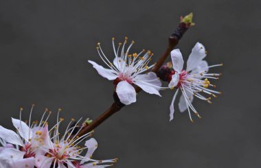 Kayısı closeup güzel çiçekler. Bahar bloom, Mart 
