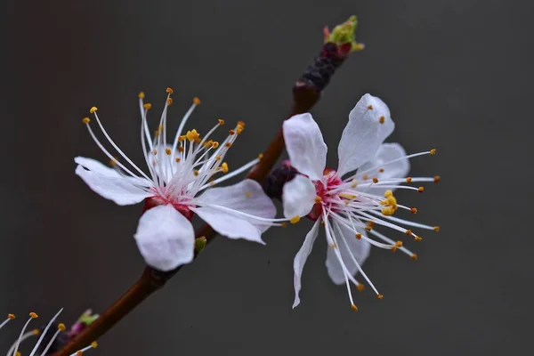 Belles Fleurs Abricot Gros Plan Floraison Printanière Mars — Photo