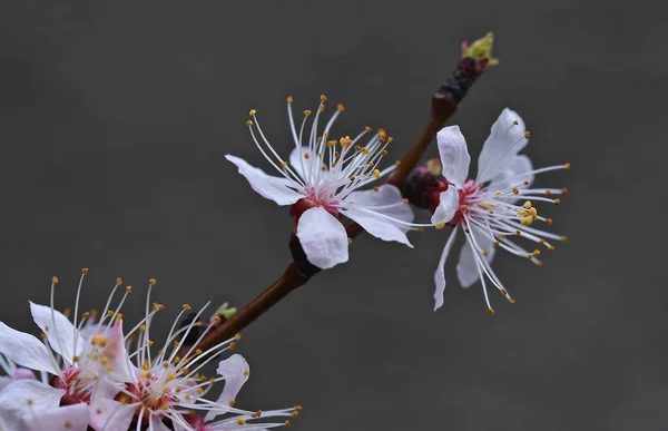 Belles Fleurs Abricot Gros Plan Floraison Printanière Mars — Photo