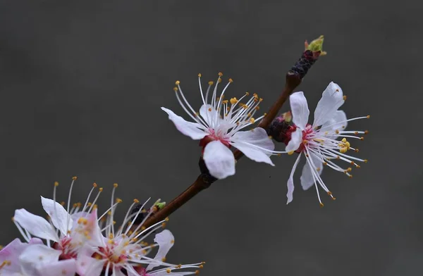 Belles Fleurs Abricot Gros Plan Floraison Printanière Mars — Photo