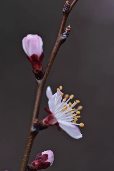 Belles Fleurs Abricot Gros Plan Floraison Printanière Mars — Photo