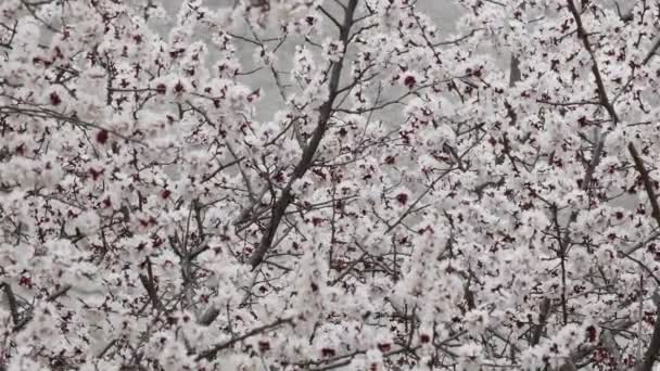 Schöne Aprikosenblüte Frühling März Aprikosenzweige Wind — Stockvideo