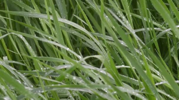 雨の中で草の新鮮な緑の刃 — ストック動画
