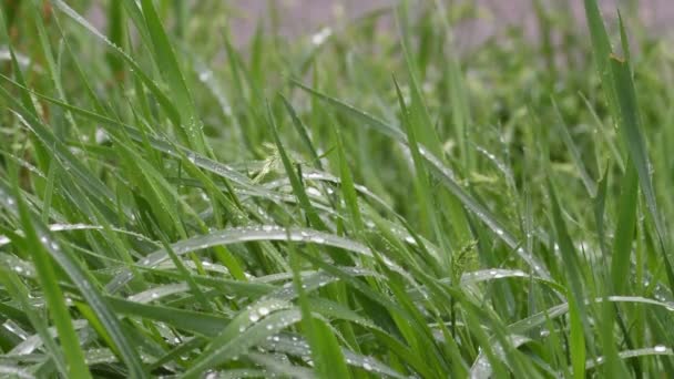 Fresh Green Blades Grass Rain Image — Stock Video