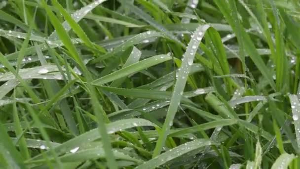 Fresh Green Blades Grass Rain Image — Stock Video