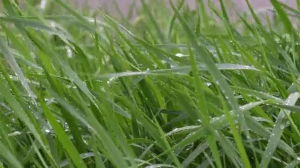 Φρέσκο Πράσινο Λεπίδες Της Χλόης Στη Βροχή Εικόνας — Αρχείο Βίντεο