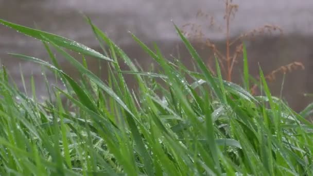 Świeże Zielone Źdźbła Trawy Deszczu Obraz — Wideo stockowe